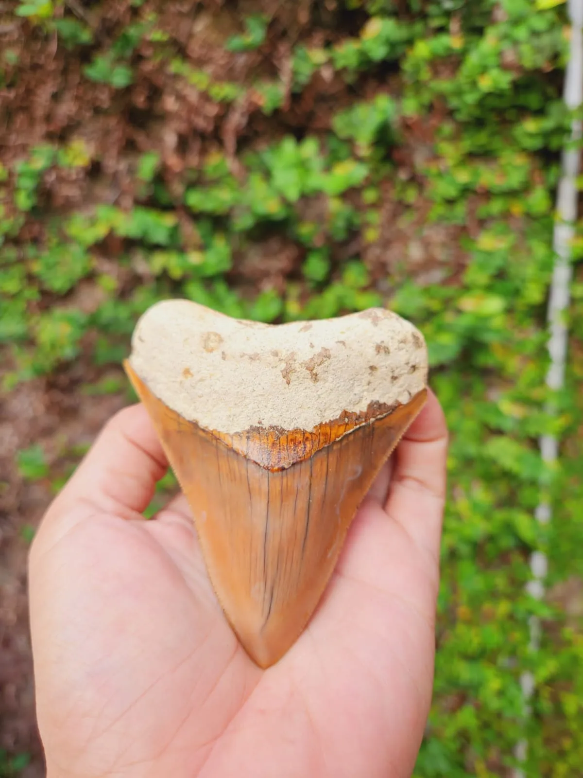 Natural Megalodon Tooth from Indonesia - 3.7