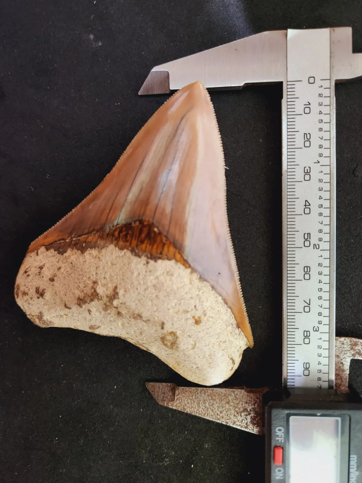 Natural Megalodon Tooth from Indonesia - 3.7