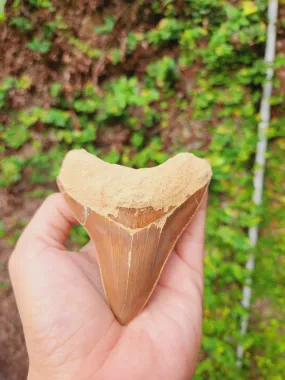 Natural Megalodon Tooth from Indonesia - 3.7