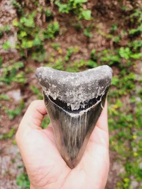 Natural Megalodon Tooth from Indonesia - 4.52