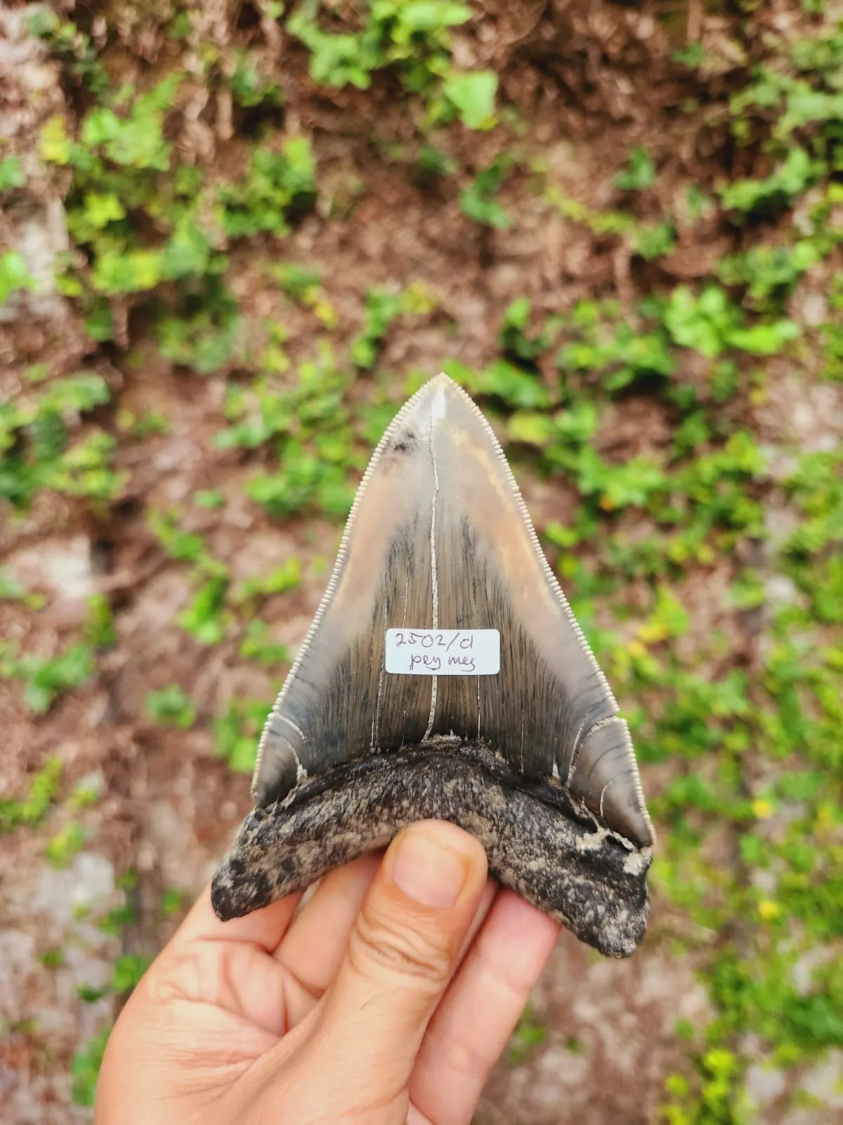 Natural Megalodon Tooth from Indonesia - 4.52