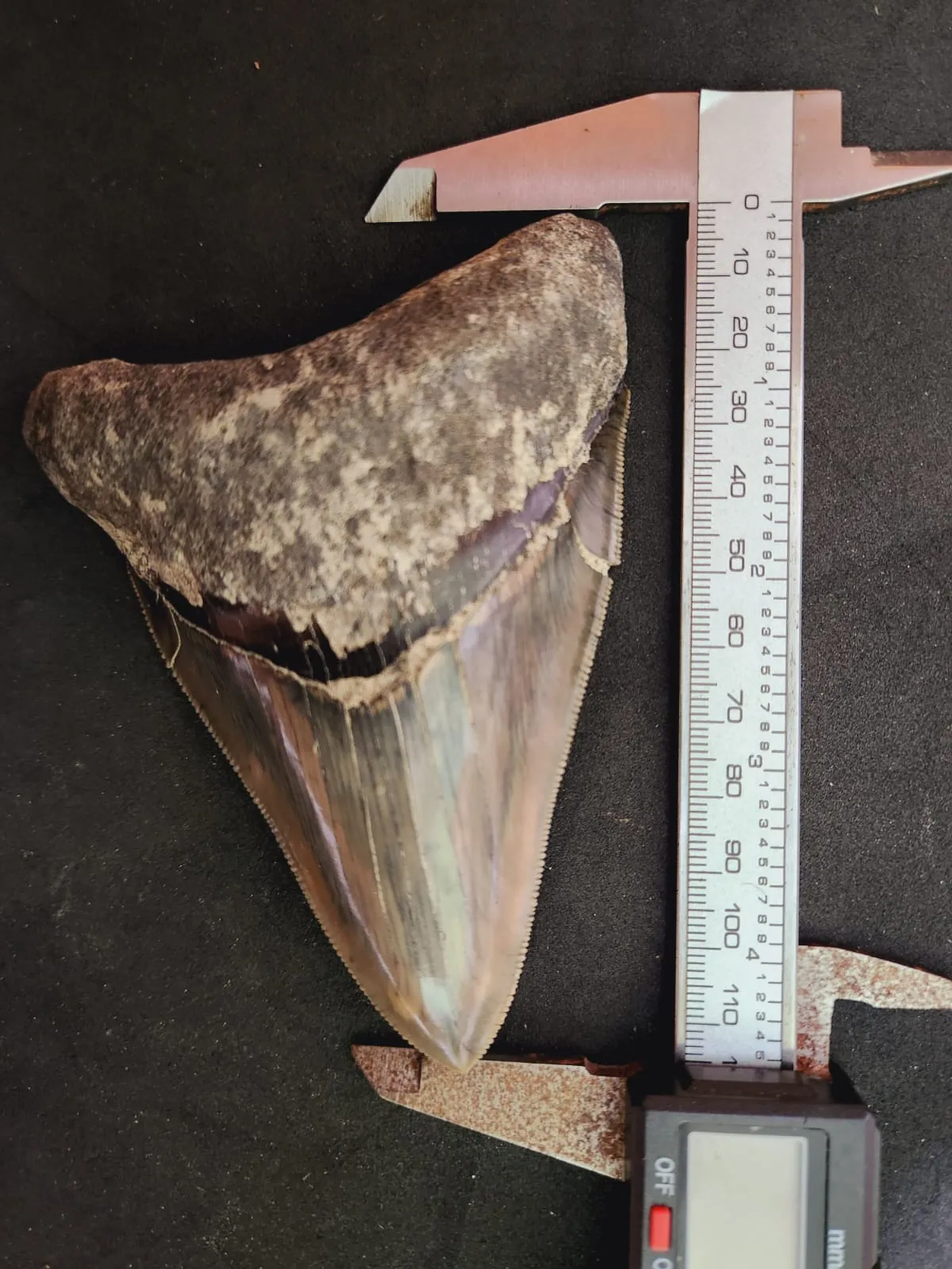 Natural Megalodon Tooth from Indonesia - 4.52