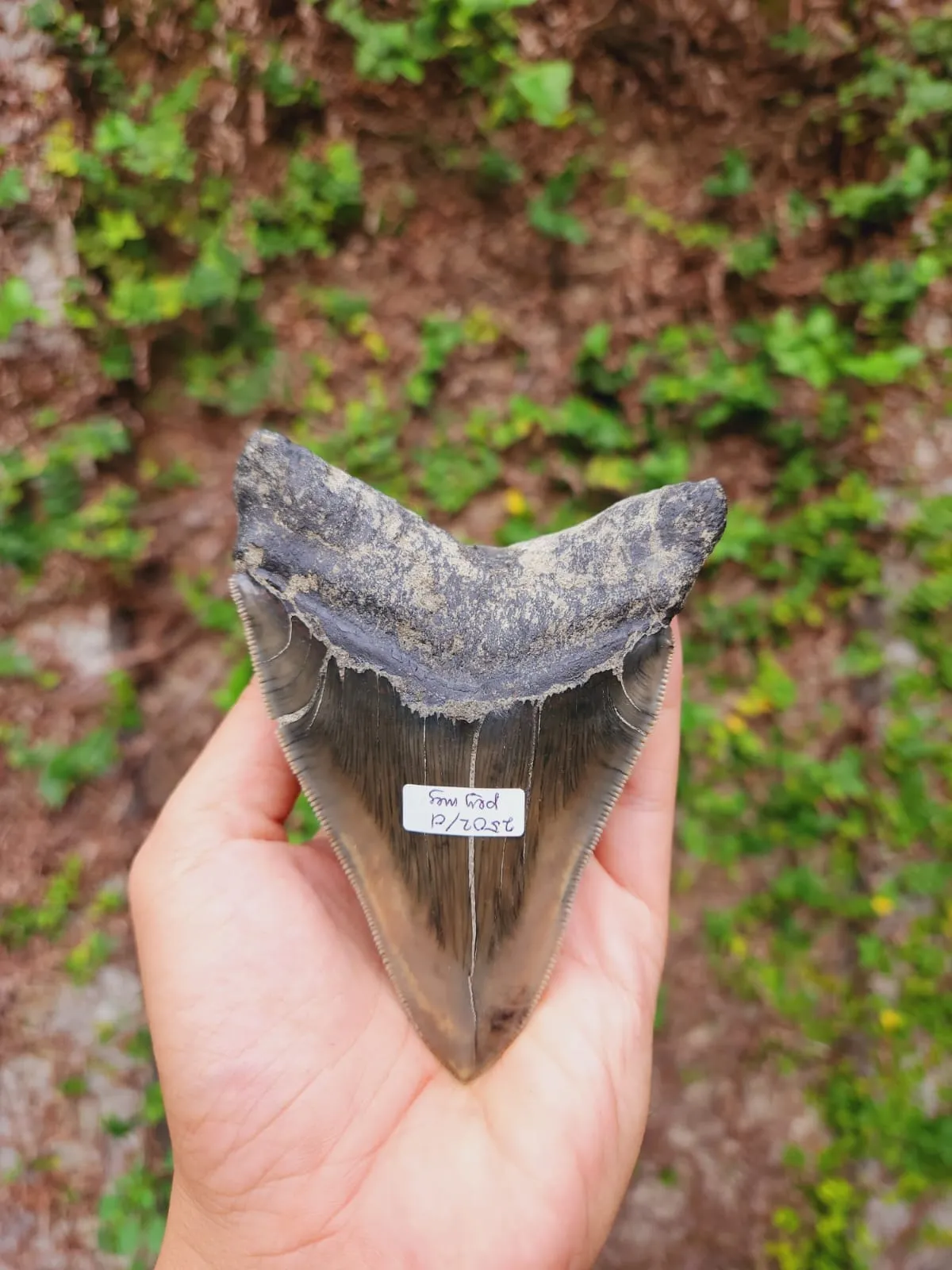 Natural Megalodon Tooth from Indonesia - 4.52