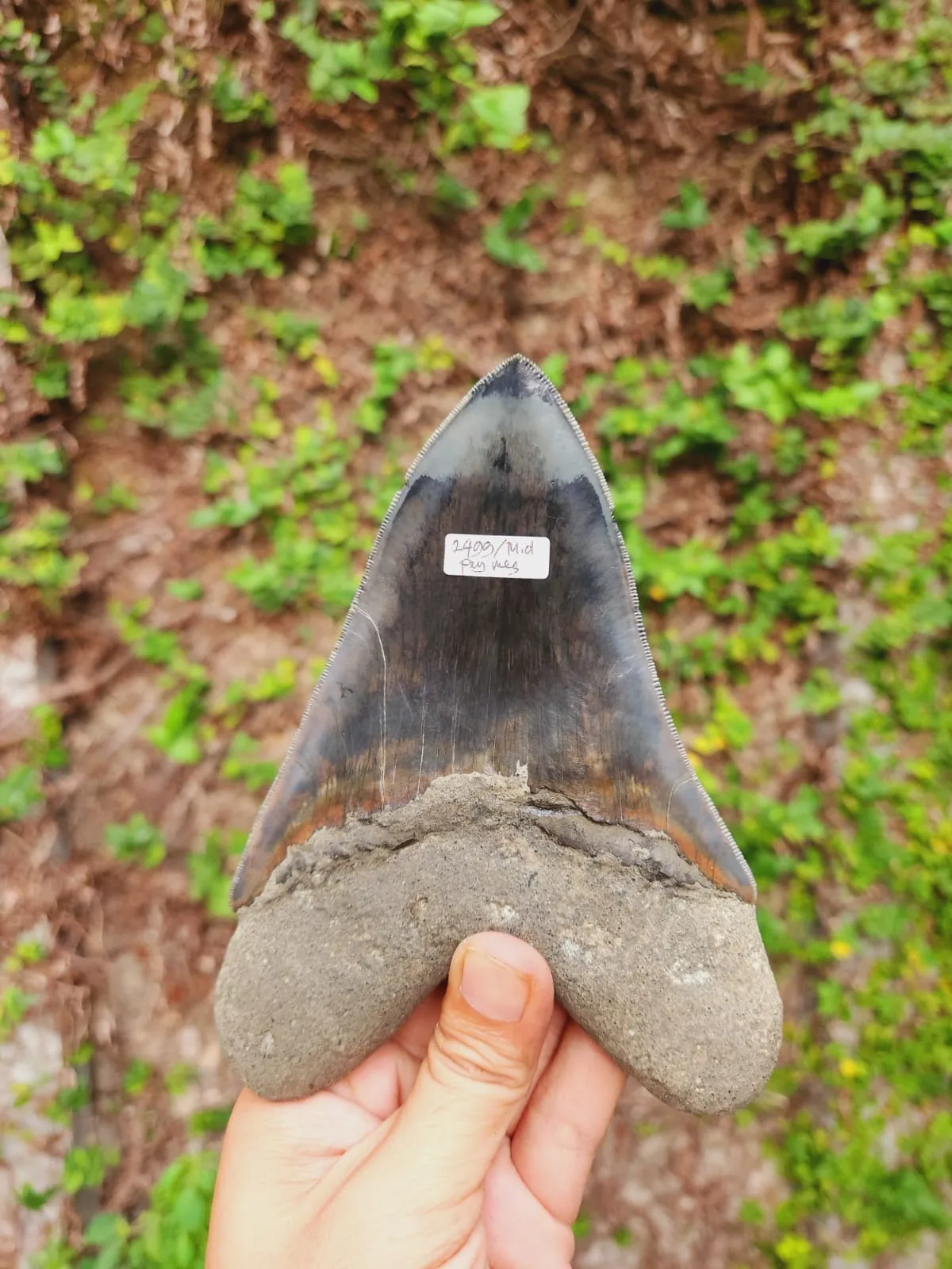 Natural Megalodon Tooth from Indonesia - 5.96