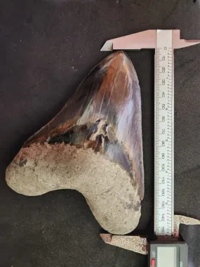 Natural Megalodon Tooth from Indonesia - 5.96