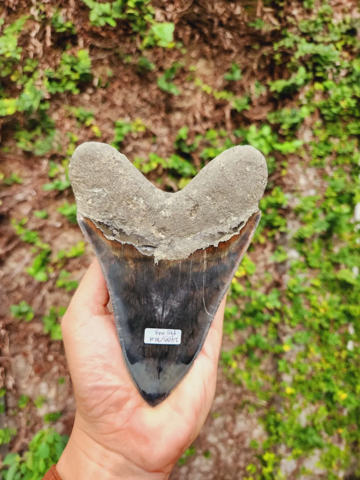 Natural Megalodon Tooth from Indonesia - 5.96