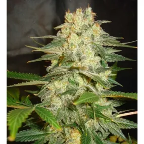 SEE049: Afghan Kush Ryder Auto FEM 3 Seeds